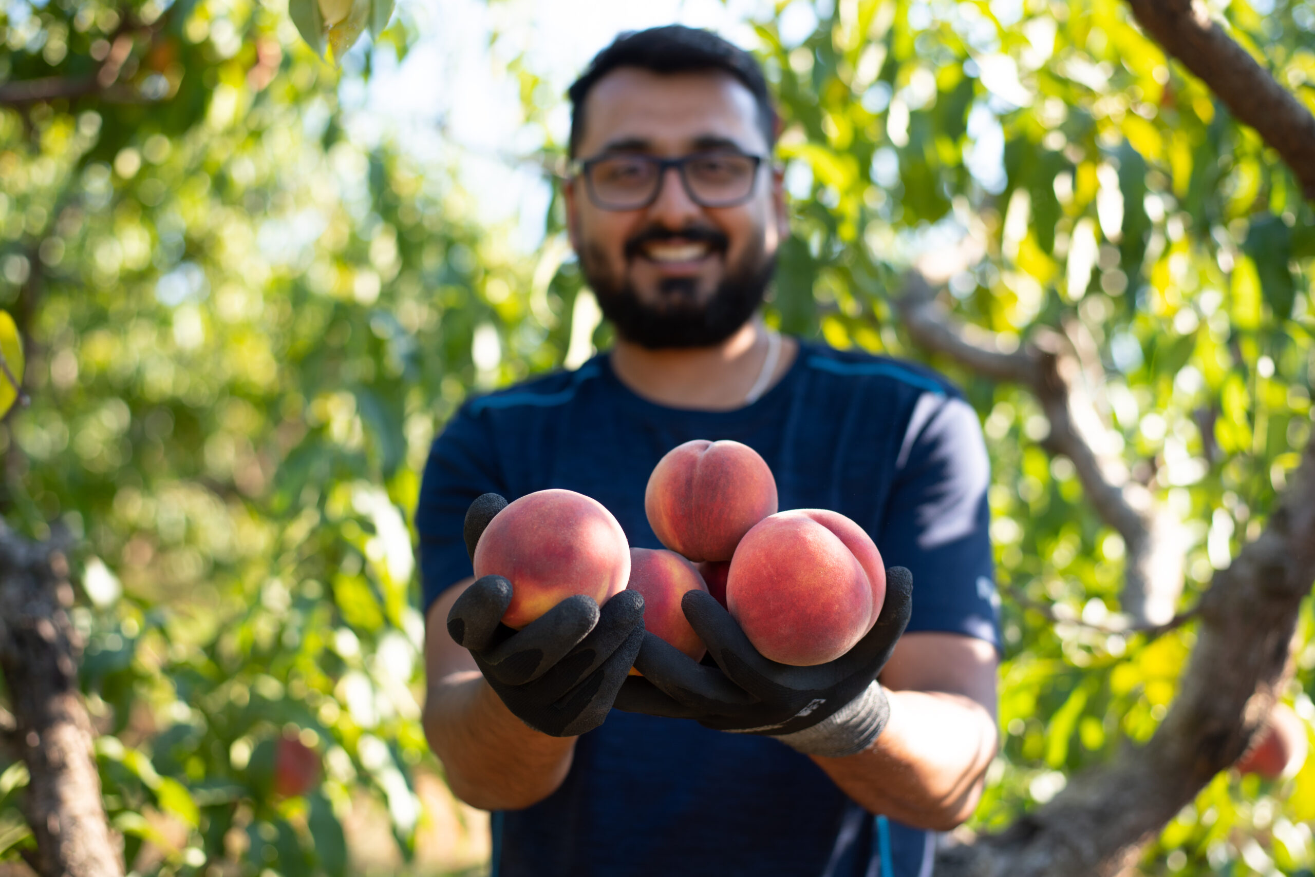 man holding freshly picked peaches in Oliver Orchard