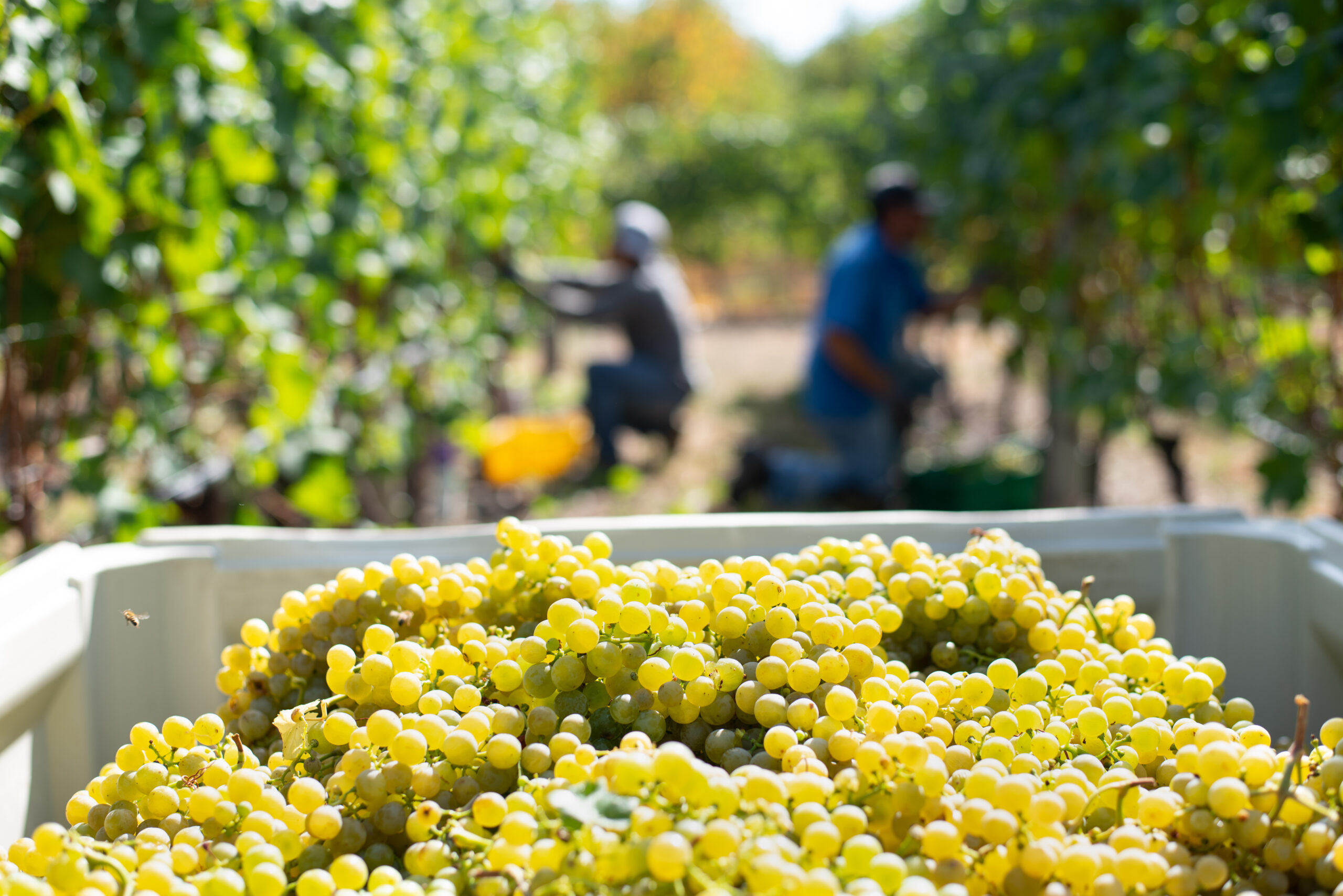 close up shot of white wine grapes being harvest in vineyard with workers in background