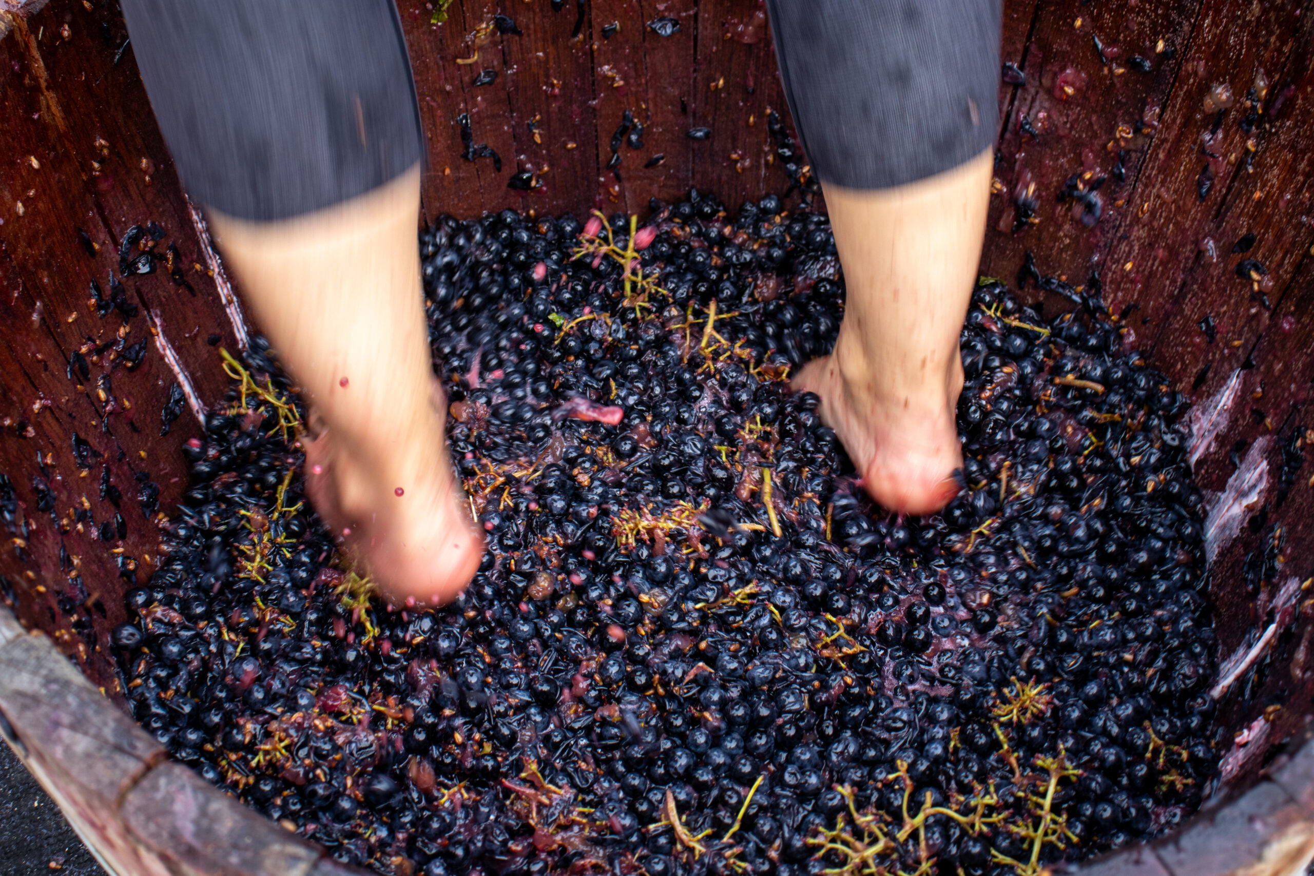 women crushing grapes with bare feet in wine barrel